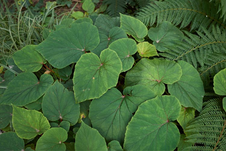Hardy begonias are one of the few begonia types that can survive colder climates