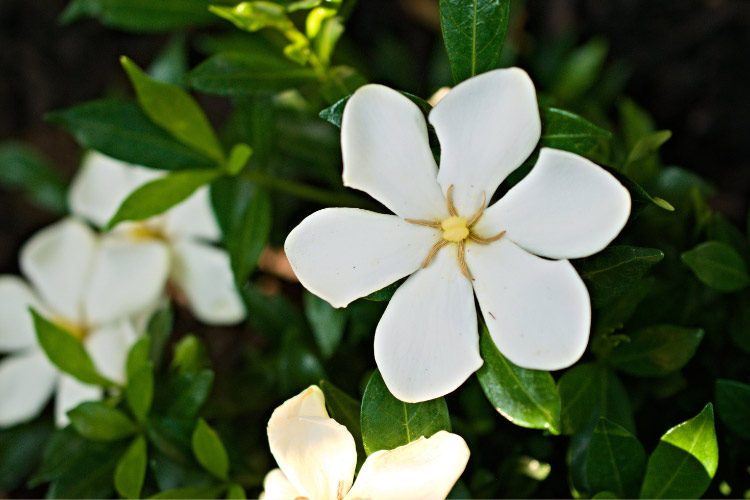 Heaven Scent gardenia produces soft white blooms with an intense fragrance that lives up to its name