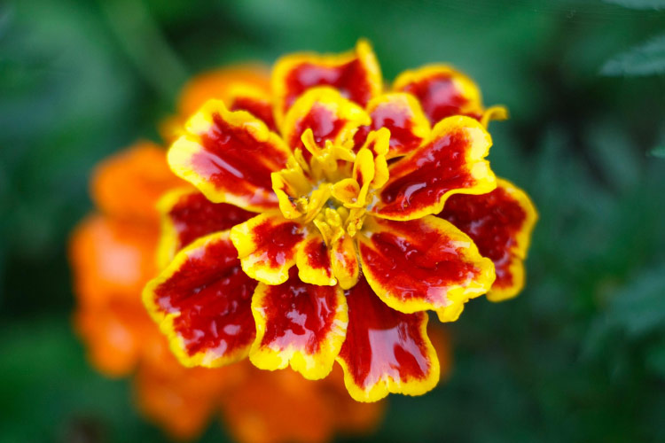 They are easy to maintain and perform well in warm