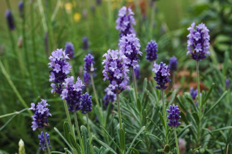 Hidcote lavender is a compact English lavender variety known for its deep purple flowers