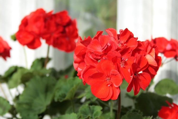 Horizon geraniums are known for their compact growth and early blooming habit