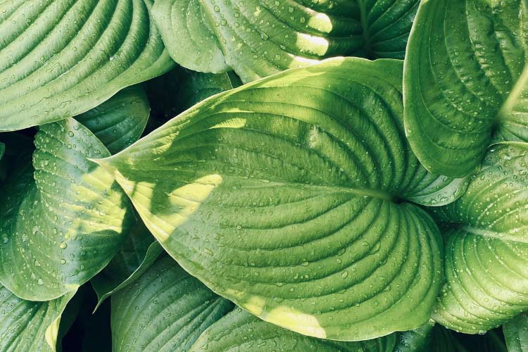 They tolerate more sun than many hostas