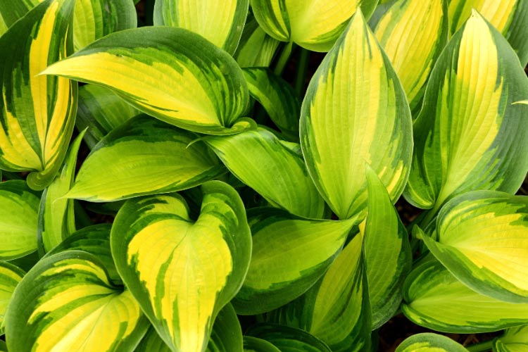 The colors shift subtly throughout the season