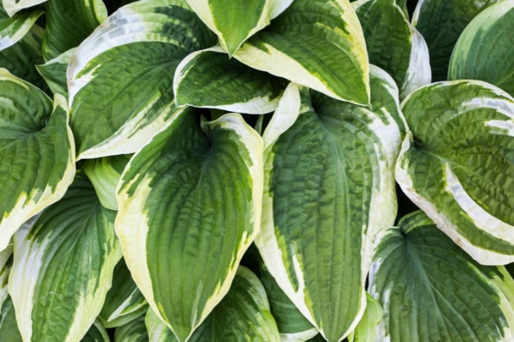 make an excellent focal point in garden beds