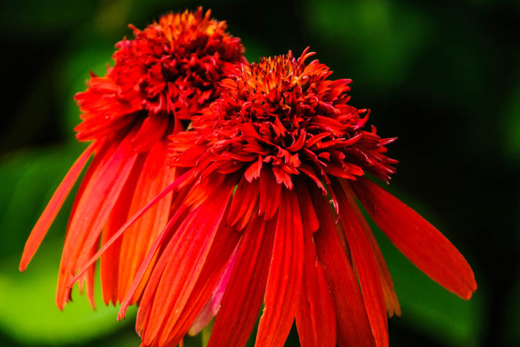 Hot Papaya coneflowers are known for their vibrant orange and red tones