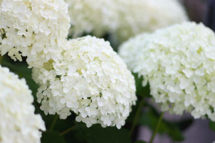 Incrediball hydrangeas are an improved version of Annabelle