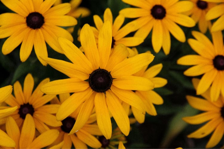 known for their oversized blooms and bold appearance