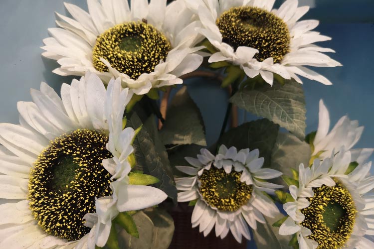 Italian White sunflowers have soft creamy white petals with dark centers