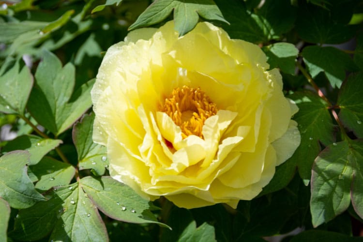 Itoh peonies are a hybrid between herbaceous and tree peonies