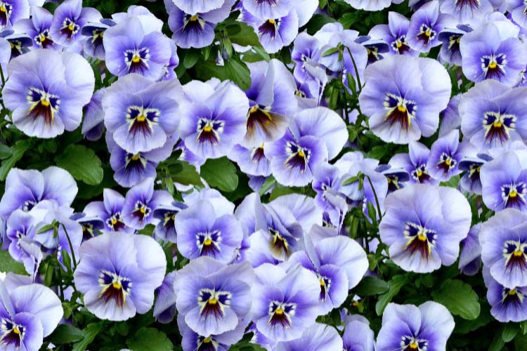 Joker pansies are easily recognized by their bright yellow and purple bicolor blooms.