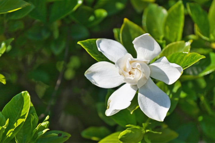 double white blooms with a sweet fragrance