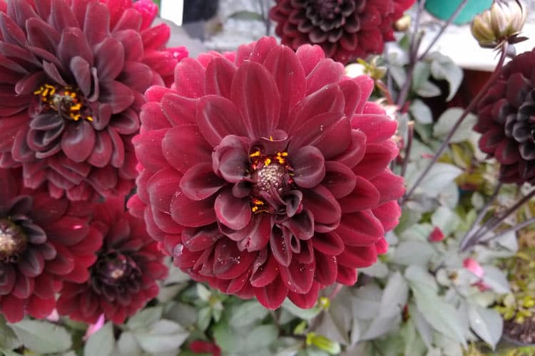 Karma series dahlias are bred for strong stems