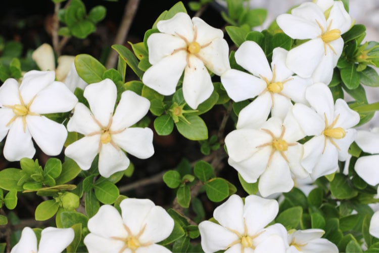 It produces single white blooms with a strong fragrance in late spring and early summer