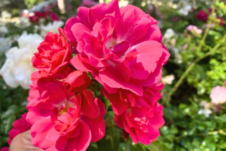 Knock Out roses are extremely popular for their low maintenance nature and disease resistance