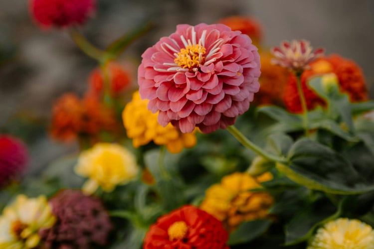 They bloom abundantly and are well suited for edging