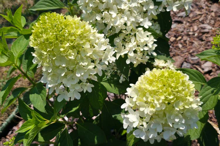 Limelight hydrangeas are a type of panicle hydrangea known for their greenish white blooms that mature to pink
