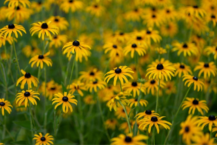 Little Goldstar is a compact version of Goldsturm