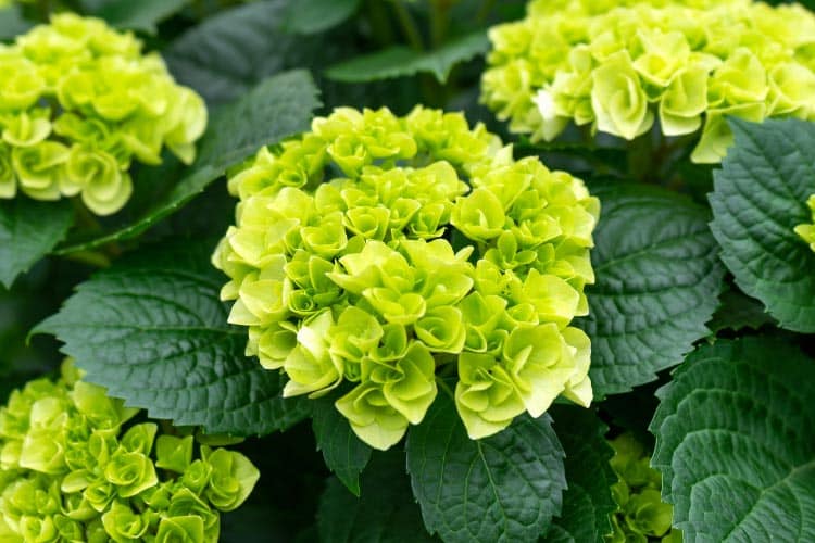 Little Lime hydrangeas are a compact version of Limelight