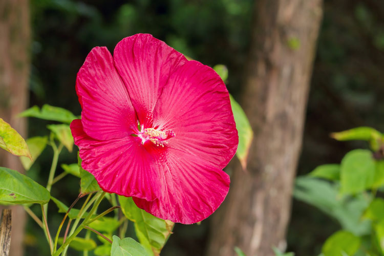 The Luna hibiscus series offers compact hardy hibiscus plants with large blooms on shorter stems
