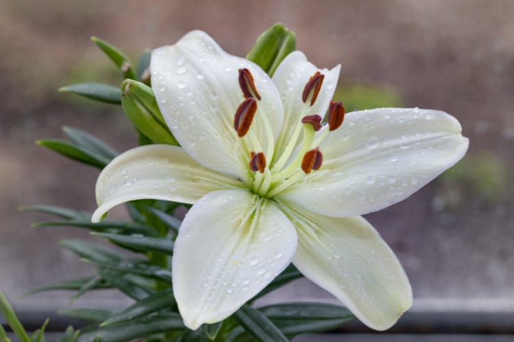Madonna lilies are classic white lilies with a rich history in gardens and art