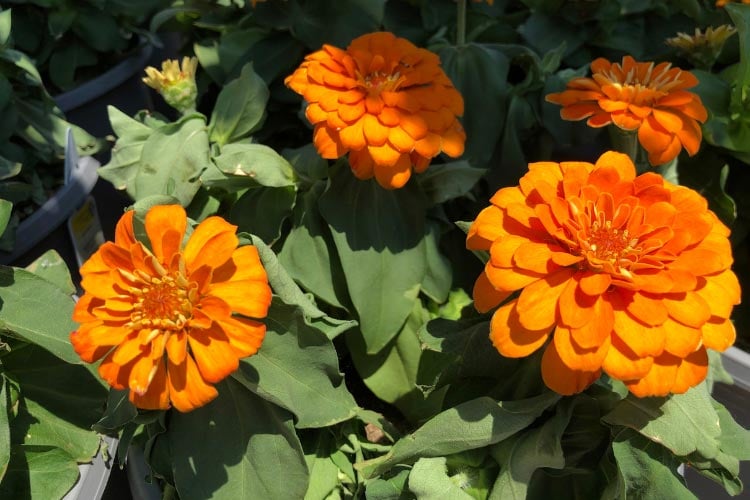 They offer excellent uniformity and perform well in both garden beds and containers