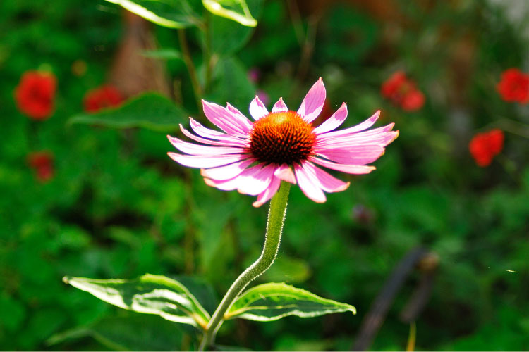 They bloom heavily in midsummer and have strong upright stems