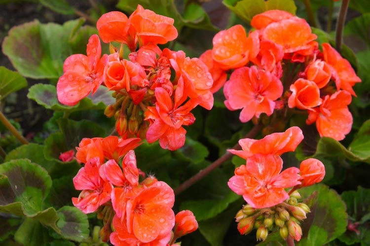 making them a dependable choice for long lasting color