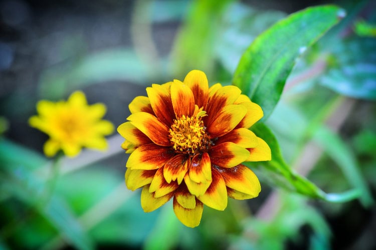 This variety is excellent for adding long lasting color with minimal care