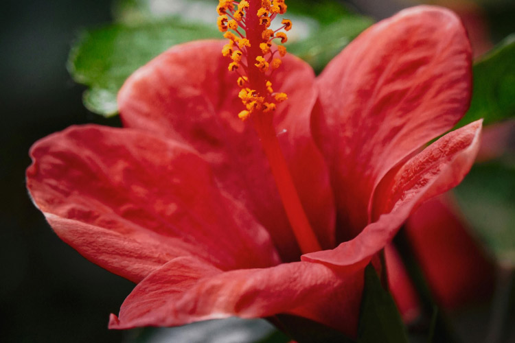 Midnight Marvel hibiscus stands out for its deep red flowers and dark burgundy foliage