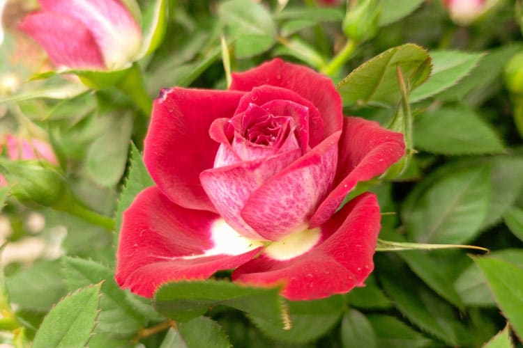 They are ideal for containers