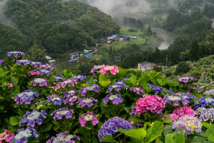Mountain hydrangeas are similar to bigleaf hydrangeas but are more cold tolerant