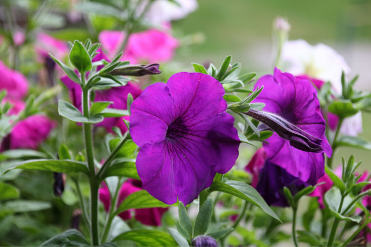 Multiflora petunias produce smaller flowers but bloom more heavily and consistently than grandifloras