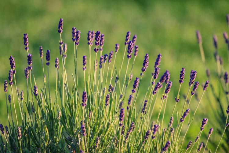 Munstead lavender is a compact English lavender variety that blooms slightly earlier than many others
