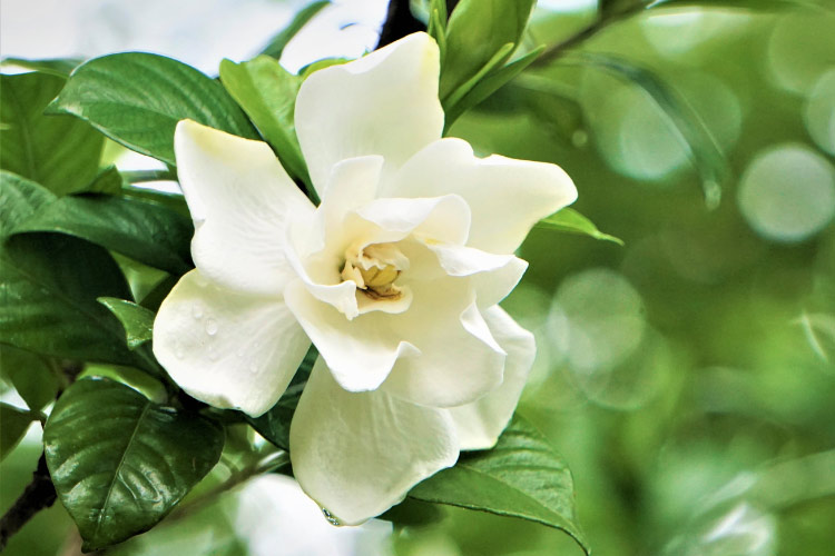 produces very large double white flowers with an intense fragrance