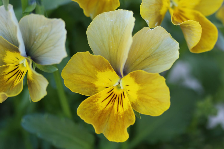 They often feature subtle veining and gentle color transitions
