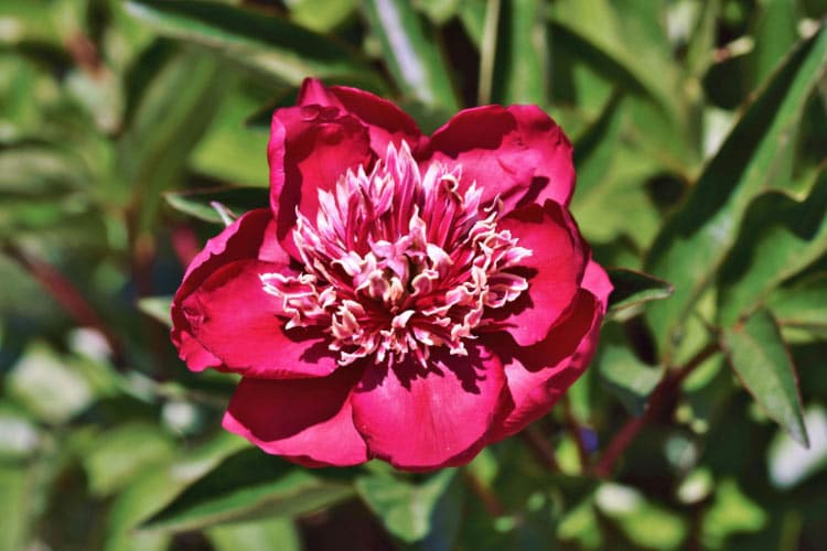 Nippon Beauty peonies have deep red petals with a distinctive golden yellow center