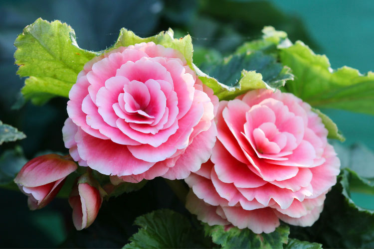 Nonstop begonias are a popular tuberous variety bred for continuous blooming