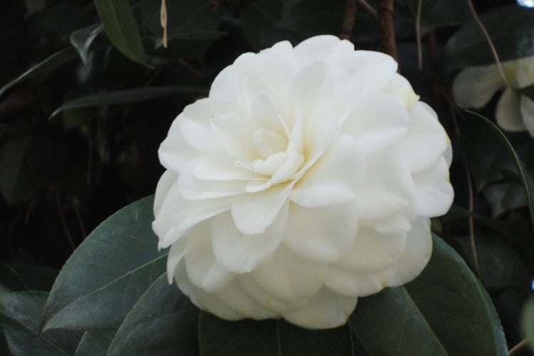 They bloom in late winter to early spring and stand out beautifully against dark green foliage