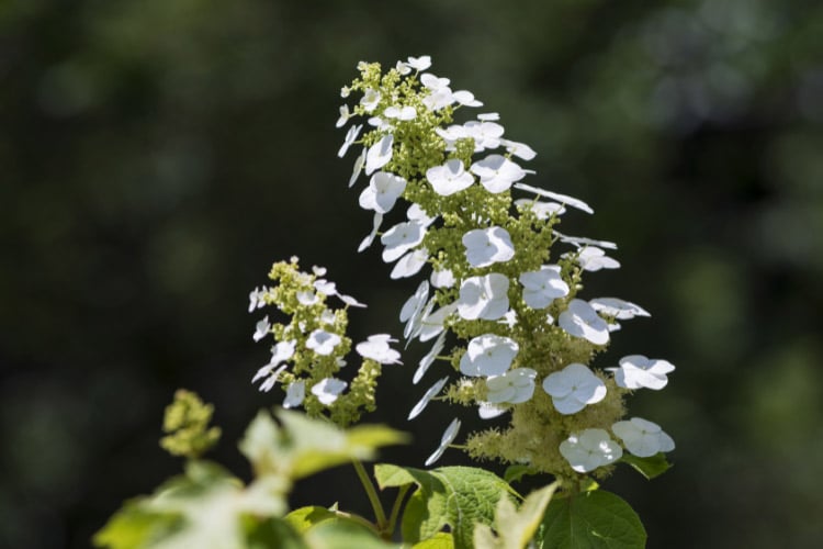 Oakleaf hydrangeas are known for their oak shaped leaves and beautiful fall color