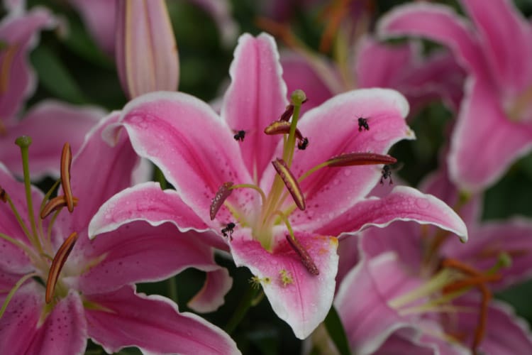 They bloom later in the summer