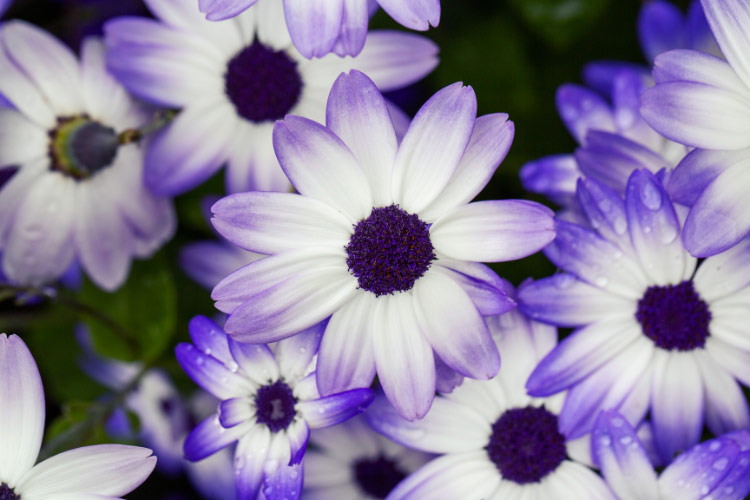Painted daisies thrive in full sun and well drained soil