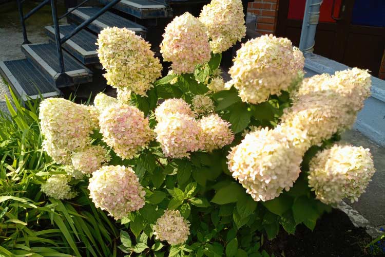 Panicle hydrangeas are very hardy and bloom on new wood