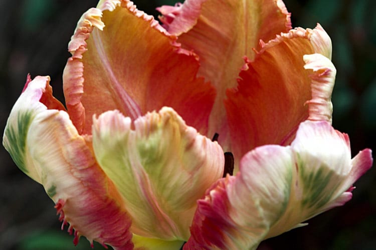 Parrot tulips stand out for their ruffled feather like petals
