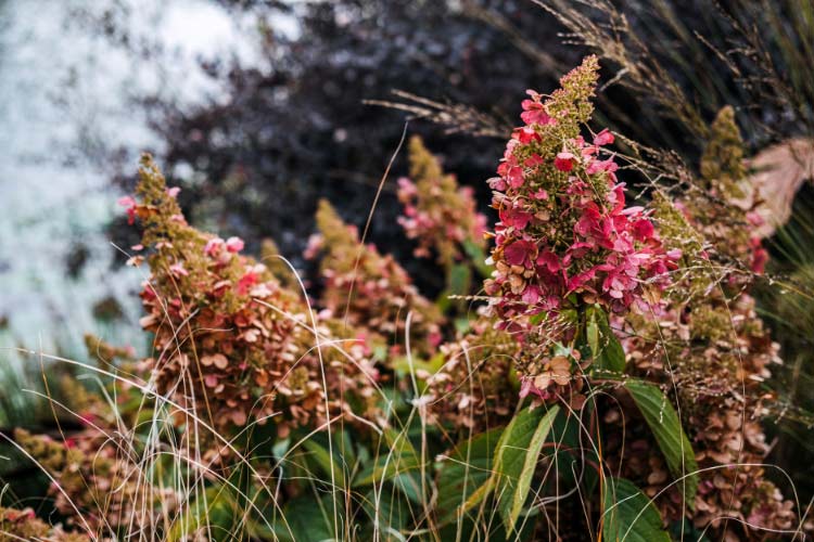 PeeGee hydrangeas are traditional panicle hydrangeas often grown as large shrubs or small trees