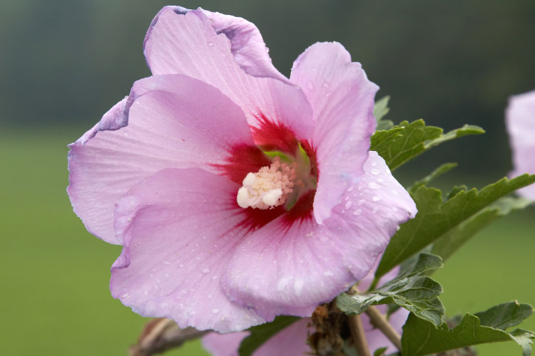 It stays more compact than many hardy hibiscus varieties while still offering dramatic flowers