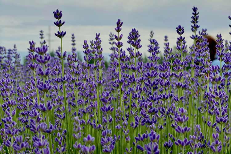 Phenomenal lavender is known for its exceptional heat and humidity tolerance compared to many other lavender types