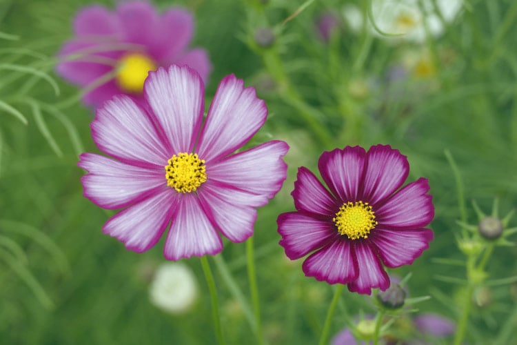 Picotee cosmos feature white or pale pink petals outlined with a darker edge