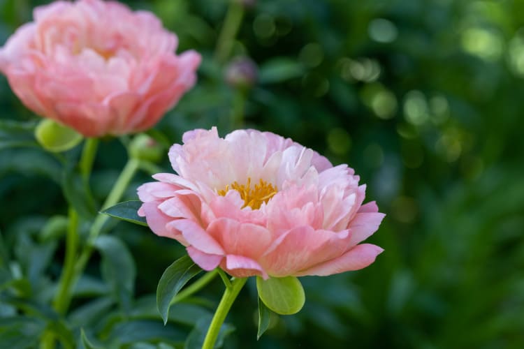 Pink Hawaiian Coral peonies are early bloomers