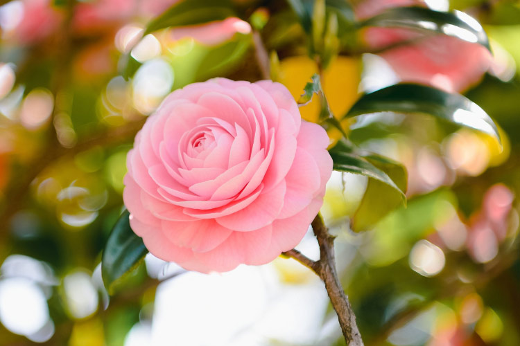 soft pink blooms with a classic rose form
