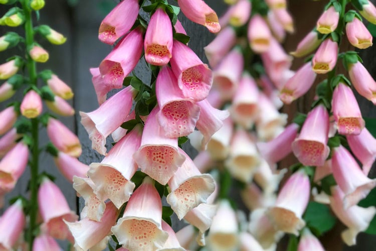 They bloom longer than traditional biennial foxgloves and stay neat and sturdy